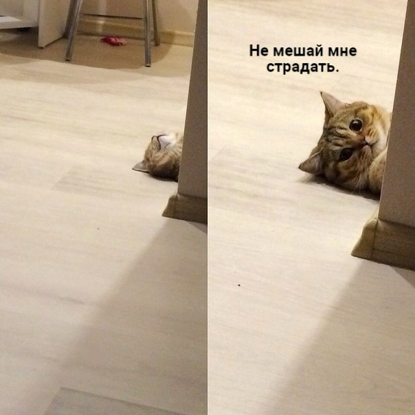 Уверенность в себе. Милоты пост. | Сетка — социальная сеть от hh.ru