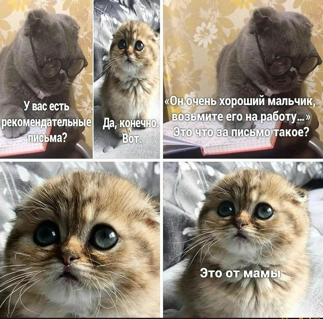 Треш собеседования | Сетка — социальная сеть от hh.ru