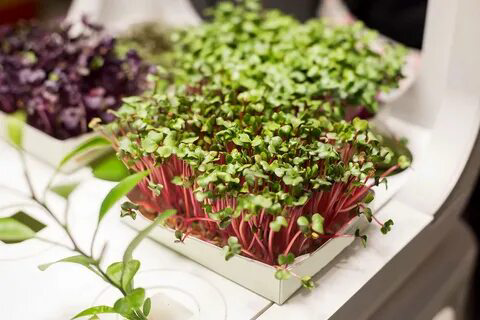 👋ВАС ПРИВЕТСТВУЕТ "MicroGreens from Ladymari "❤️
ДОРОГИЕ МОИ ЧИТАТЕЛИ ПРОВЕДЁМ ОБЗОР ПРОРОСТКОВ МИКРОЗЕЛЕНИ👋
🌾ПРОРОСТКИ НОВАЯ ЖИЗНЬ— это семена, которые уже пробудились к жизни, начали развиваться и д... | Сетка — социальная сеть от hh.ru
