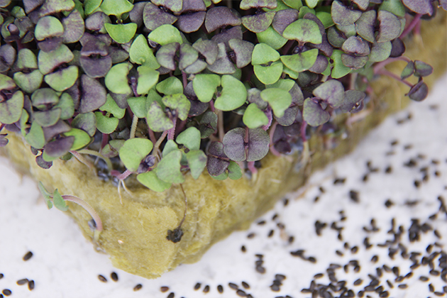 👋ВАС ПРИВЕТСТВУЕТ "MicroGreens from Ladymari "❤️
ДОРОГИЕ МОИ ЧИТАТЕЛИ ПРОВЕДЁМ ОБЗОР ПРОРОСТКОВ МИКРОЗЕЛЕНИ👋
🌾ПРОРОСТКИ НОВАЯ ЖИЗНЬ— это семена, которые уже пробудились к жизни, начали развиваться и д... | Сетка — социальная сеть от hh.ru