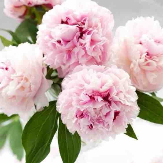 Марина Перминова | Сетка — социальная сеть от hh.ru