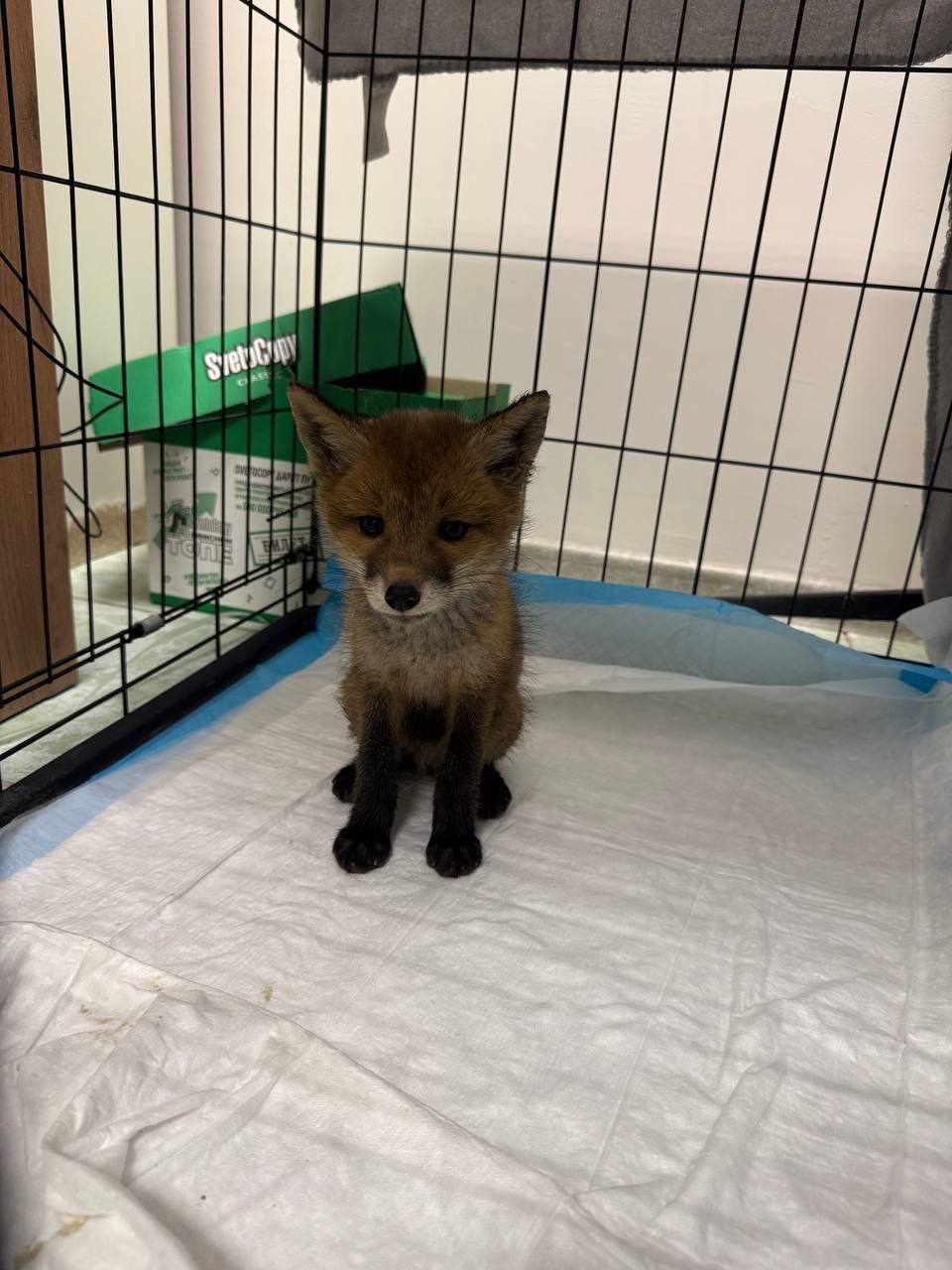 🦊Ставропольские волонтеры спасли лисенка
Малыша нашли в приямки цокольного этажа. Самостоятельно он не мог от туда выбраться и просидело там 2 дня.
Пока пытался вылезти, стёр все лапки в кровь | Сетка — социальная сеть от hh.ru