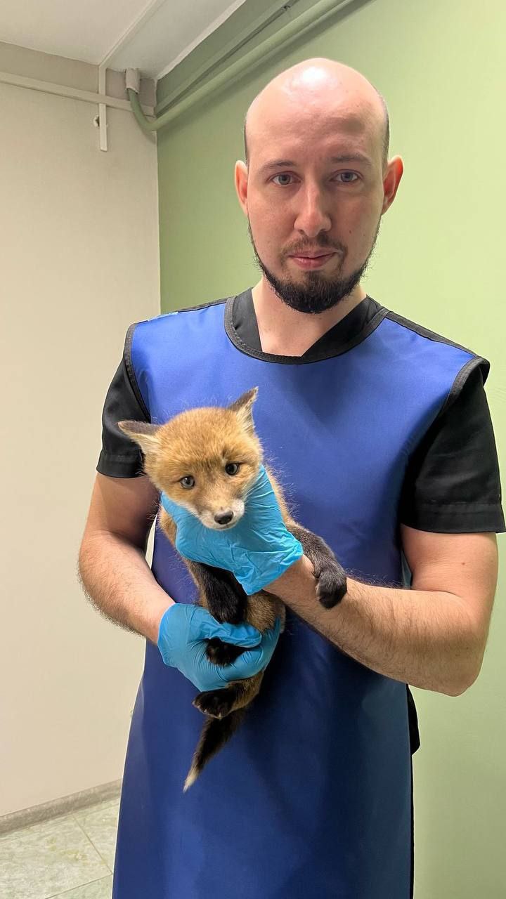 🦊Ставропольские волонтеры спасли лисенка
Малыша нашли в приямки цокольного этажа. Самостоятельно он не мог от туда выбраться и просидело там 2 дня.
Пока пытался вылезти, стёр все лапки в кровь | Сетка — социальная сеть от hh.ru