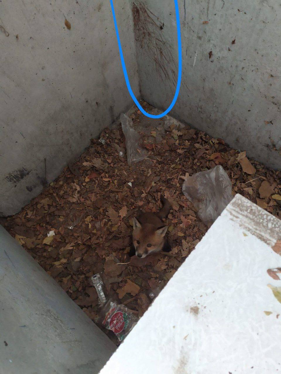🦊Ставропольские волонтеры спасли лисенка
Малыша нашли в приямки цокольного этажа. Самостоятельно он не мог от туда выбраться и просидело там 2 дня.
Пока пытался вылезти, стёр все лапки в кровь | Сетка — социальная сеть от hh.ru
