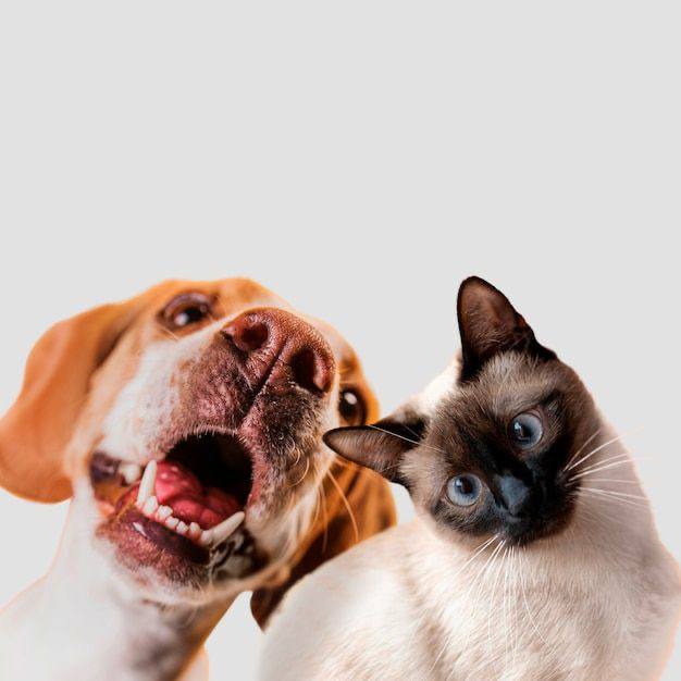 🐈 День домашних животных отмечается сегодня
Не забудьте побаловать своих питомцев😋📲Подпишитесь на Вдвижении | Сетка — социальная сеть от hh.ru