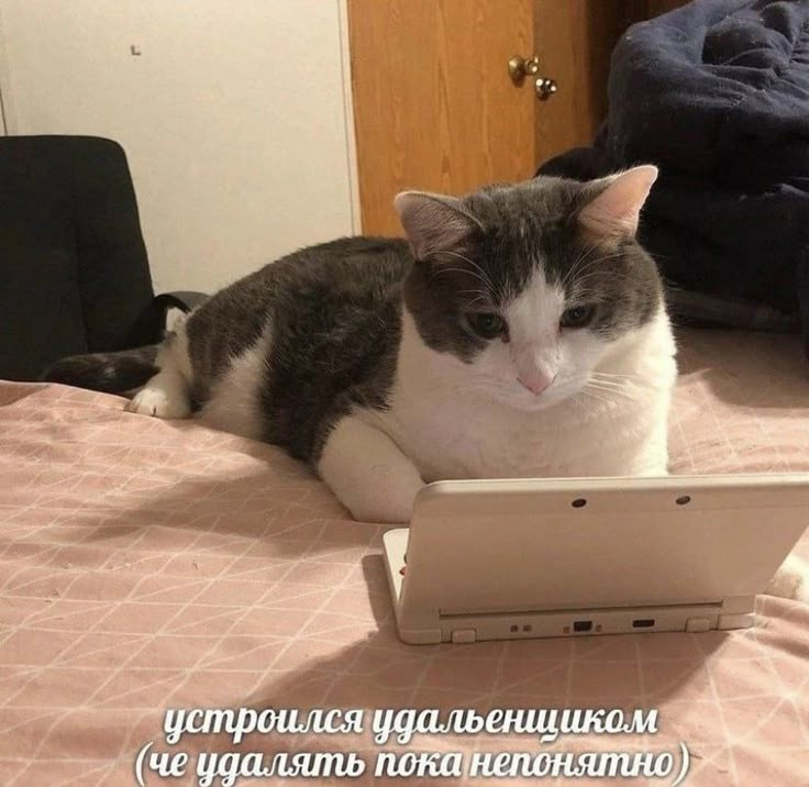 Туман апатии на удалёнке: как найти солнце за облаками | Сетка — социальная сеть от hh.ru