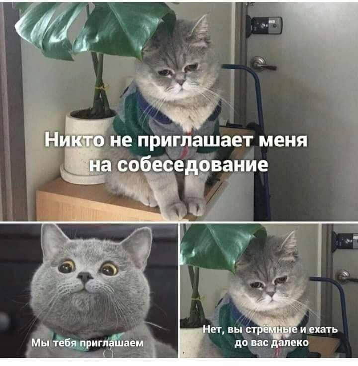 Пятничные мемчики | Сетка — социальная сеть от hh.ru