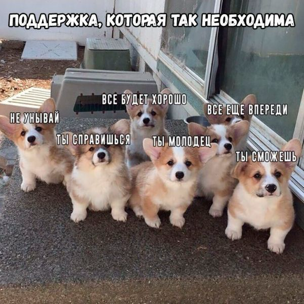 Поддержка 🤝 | Сетка — социальная сеть от hh.ru