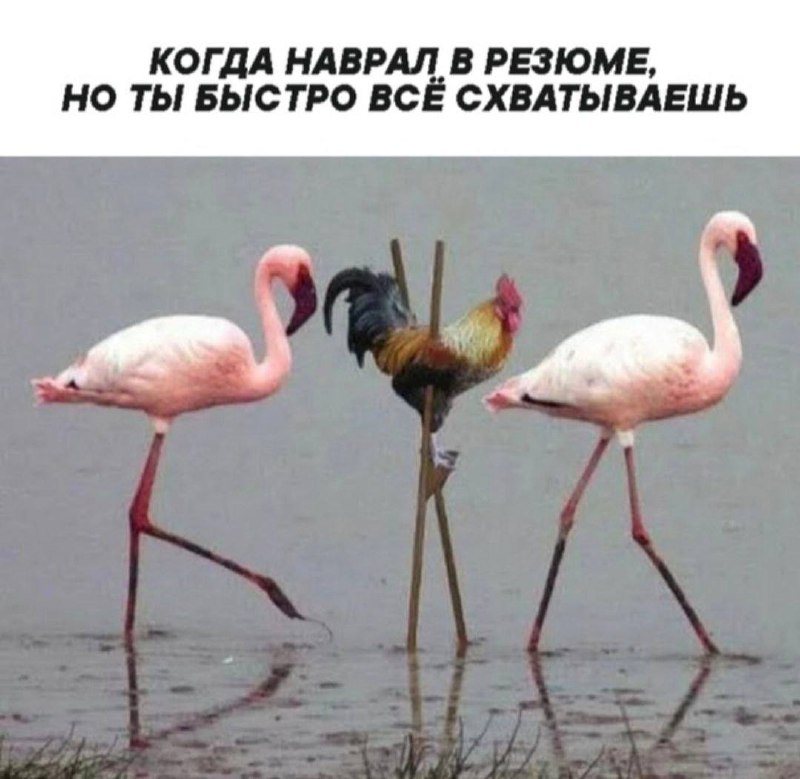 Пятница - а значит время любимых карьерных мемчиков🔥🔥🔥
Отправляйте друзьям для хорошего настроения и присылайте свои в комментарии 👌 | Сетка — социальная сеть от hh.ru