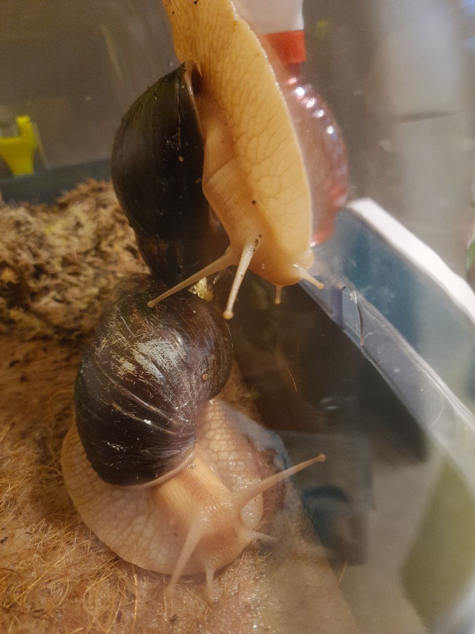 Не было печали, купила баба порося завели улиток.
#разное | Сетка — социальная сеть от hh.ru