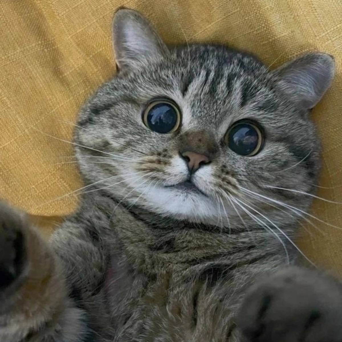 Ангелина Снегур | Сетка — социальная сеть от hh.ru