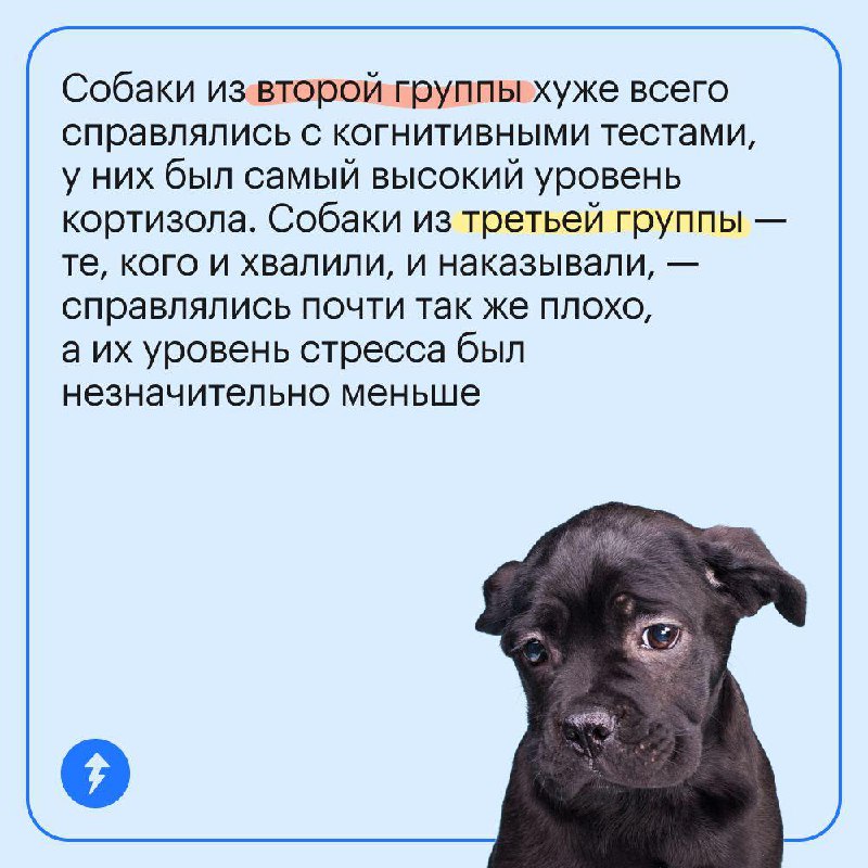 Если у вас есть собака, вам ее не наказать 🥰
Насилие и пренебрежение, даже в «воспитательных» целях, не идет собакам на пользу. Это подтверждают исследования. Рассказываем про них в карточках | Сетка — социальная сеть от hh.ru