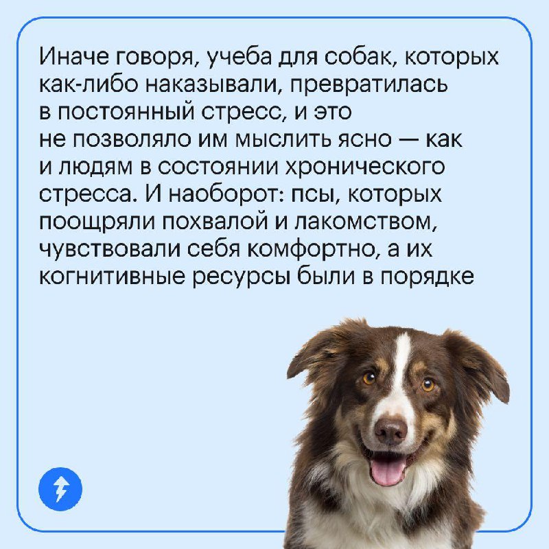 Если у вас есть собака, вам ее не наказать 🥰
Насилие и пренебрежение, даже в «воспитательных» целях, не идет собакам на пользу. Это подтверждают исследования. Рассказываем про них в карточках | Сетка — социальная сеть от hh.ru