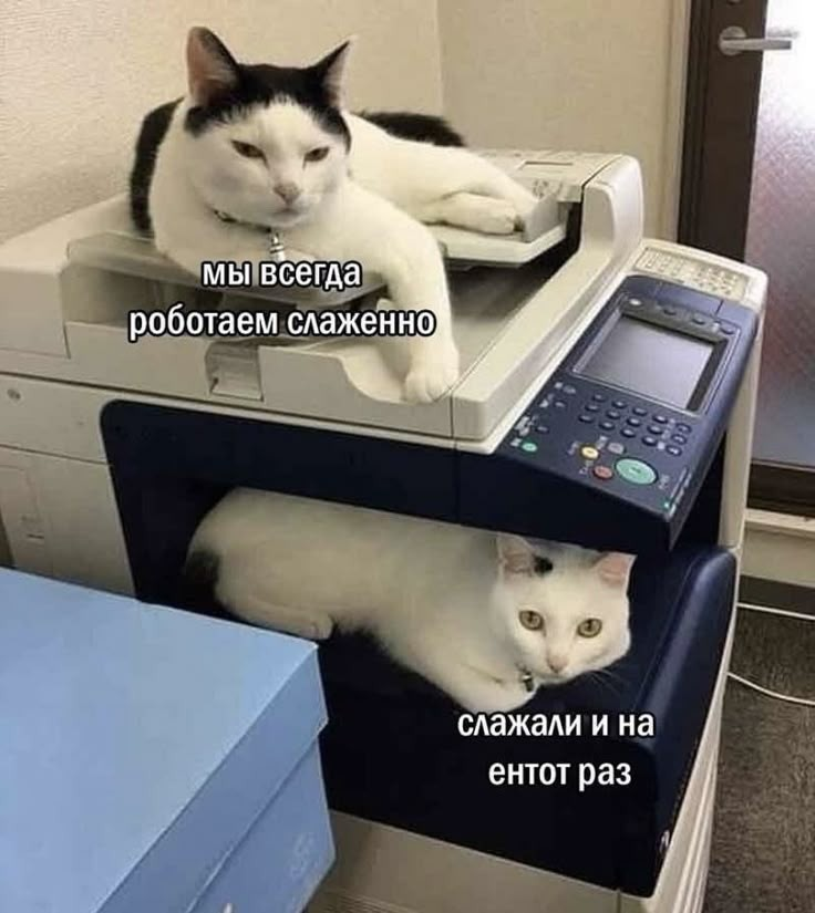 ICP или единорог?) | Сетка — социальная сеть от hh.ru