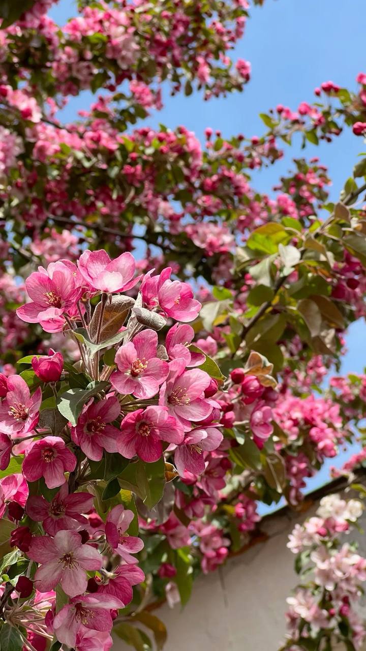 🌸Где в Москве можно найти цветущую сакуру?
Сохраняйте места, где совсем скоро зацветёт сакура
▫️Японский сад (Главный ботанический сад) ▫️Аптекарский огород ▫️Бирюлёвский дендропарк
▫️Аллея сакур у гл... | Сетка — социальная сеть от hh.ru