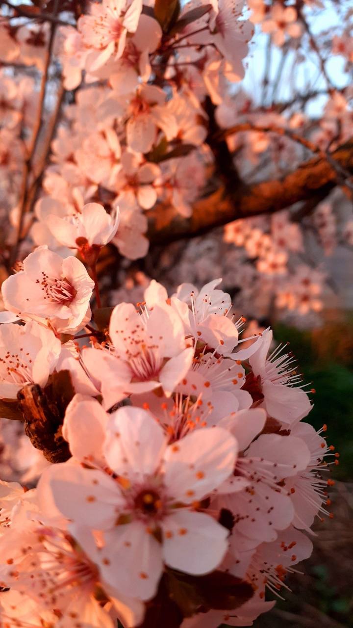 🌸Где в Москве можно найти цветущую сакуру?
Сохраняйте места, где совсем скоро зацветёт сакура
▫️Японский сад (Главный ботанический сад) ▫️Аптекарский огород ▫️Бирюлёвский дендропарк
▫️Аллея сакур у гл... | Сетка — социальная сеть от hh.ru