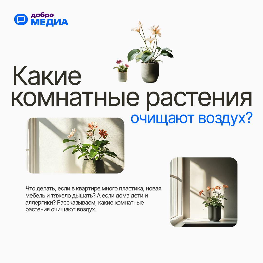 🪴 Какие комнатные растения очищают воздух? Топ-7 советов, которые избавят вас от вредных веществ
Некоторые цветы способны поглощать токсины, которые выделяются из ламината, линолеума, мебели | Сетка — социальная сеть от hh.ru