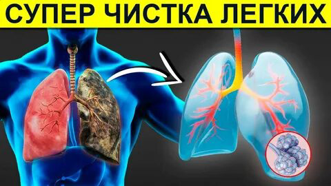 🟡ОЧИЩЕНИЕ ЛЁГКИХ С ПОМОЩЬЮ МИКРОЗЕЛЕНИ | Сетка — социальная сеть от hh.ru