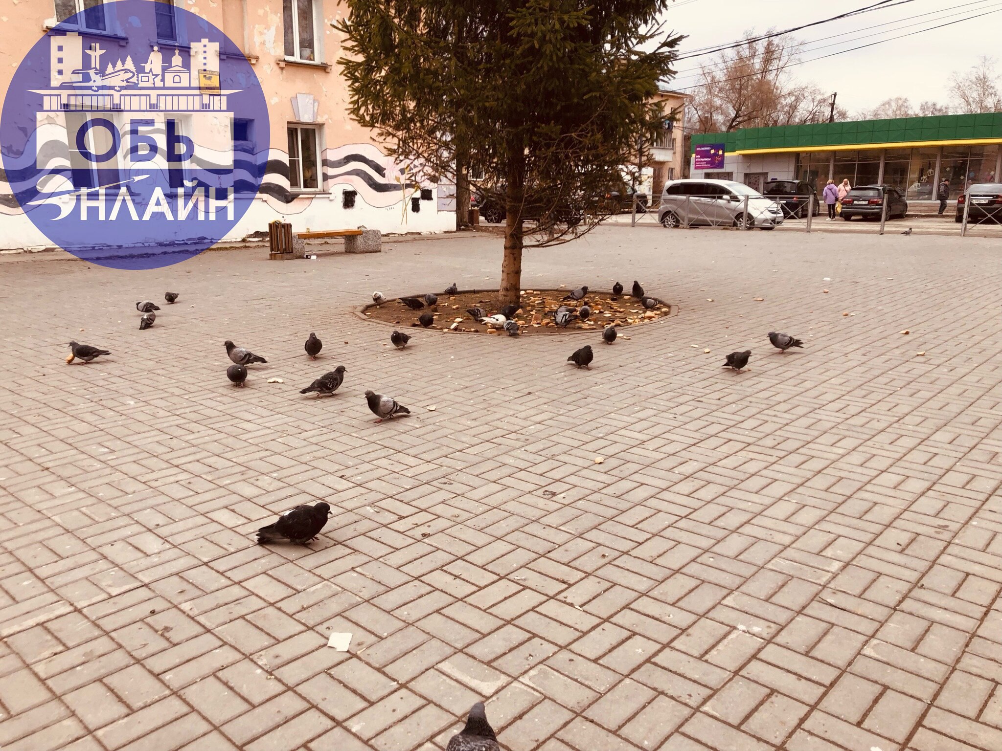 ↗ Уважение к птицам это хорошо. Забота о крылатых тоже отлично. Почти центр города - улица М.Горького, где зимой стояла елка. Вокруг много социальных объектов | Сетка — социальная сеть от hh.ru