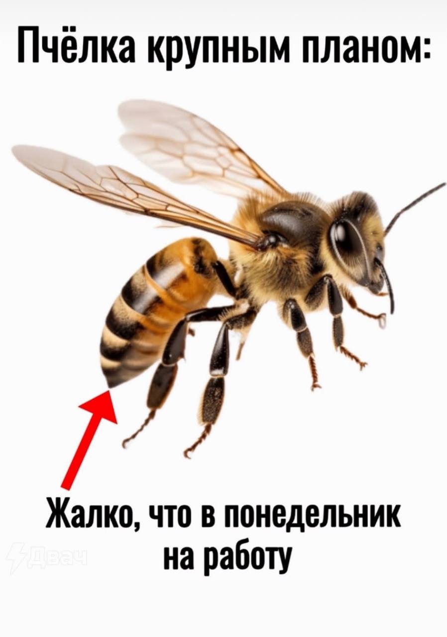 Привет, труженики! 🐝
А как выглядит ваша тотемная пчелка? | Сетка — социальная сеть от hh.ru