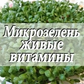 🌿ДЛЯ ЧЕГО ЖЕ МИКРОЗЕЛЕНЬ ЧЕЛОВЕКУ?
🟢Микрозелень — это молодые побеги растений (обычно возрастом 7–14 дней), которые содержат максимальную концентрацию полезных веществ. Вот зачем она нужна человеку:
1 | Сетка — социальная сеть от hh.ru