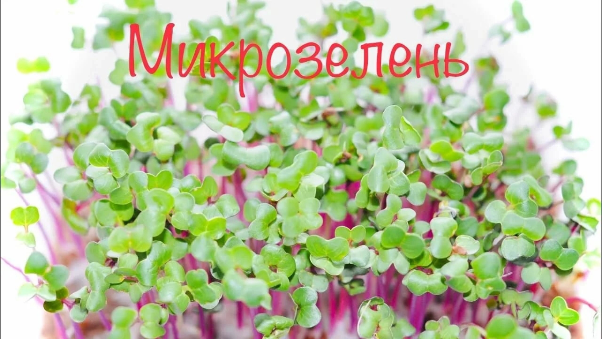 🌿ДЛЯ ЧЕГО ЖЕ МИКРОЗЕЛЕНЬ ЧЕЛОВЕКУ?
🟢Микрозелень — это молодые побеги растений (обычно возрастом 7–14 дней), которые содержат максимальную концентрацию полезных веществ. Вот зачем она нужна человеку:
1 | Сетка — социальная сеть от hh.ru