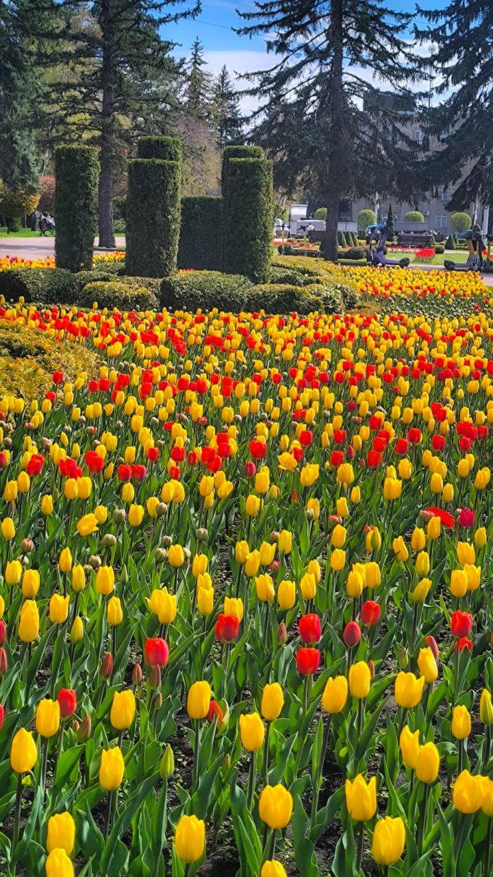 🌷Цветущий Ставрополь
📸 777prostoirina777 | Сетка — социальная сеть от hh.ru