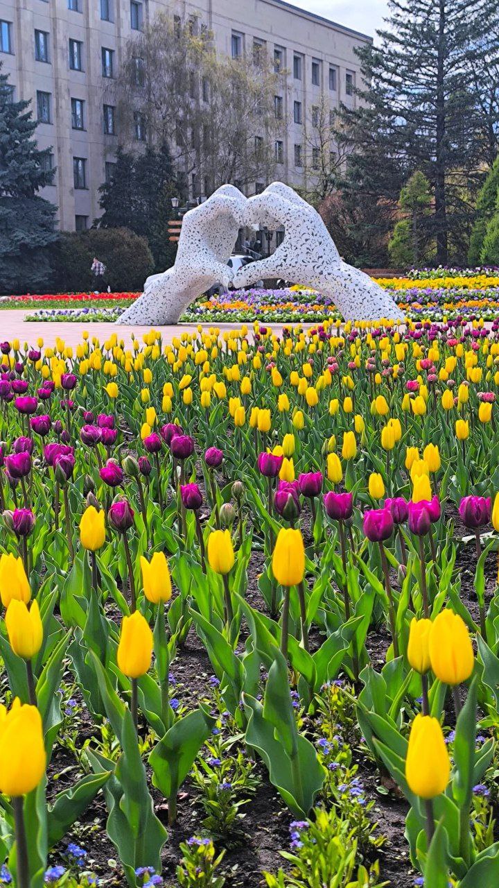 🌷Цветущий Ставрополь
📸 777prostoirina777 | Сетка — социальная сеть от hh.ru