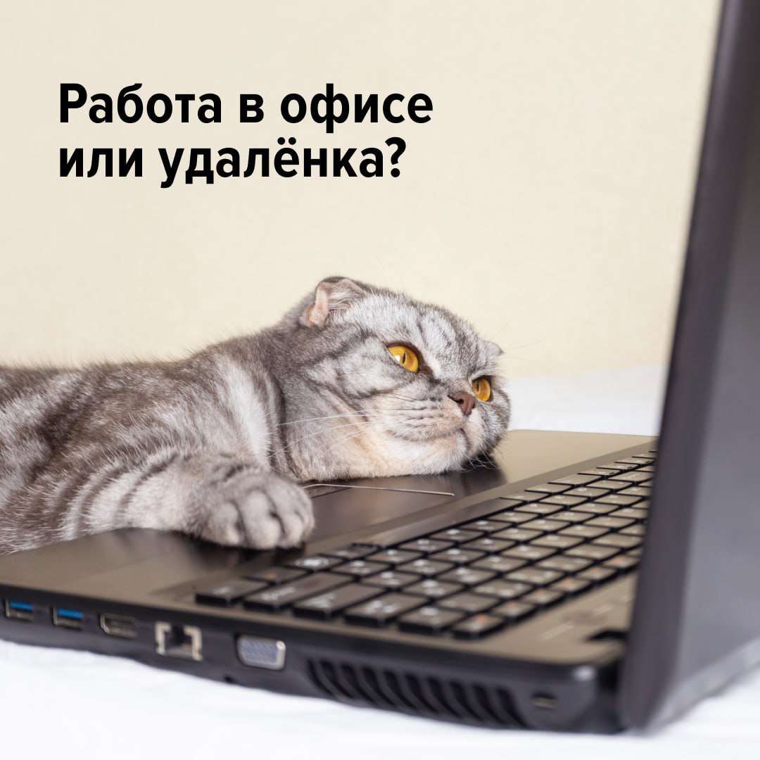 Работа в офисе или удалёнка?
Ни то ни то — люди начали выбирать гибридный формат. Начальники довольны тем, что периодически видят команду вживую, а сотрудники сочетают все плюсы удалёнки и офиса | Сетка — социальная сеть от hh.ru
