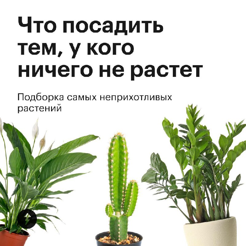 Озеленяем дом без заморочек
Эти растения не требуют яркого света, могут переносить сухой воздух и темную зиму. Присмотритесь, если у вас мало опыта в уходе за цветами, а озеленить квартиру хочется | Сетка — социальная сеть от hh.ru