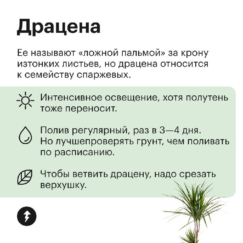 Озеленяем дом без заморочек
Эти растения не требуют яркого света, могут переносить сухой воздух и темную зиму. Присмотритесь, если у вас мало опыта в уходе за цветами, а озеленить квартиру хочется | Сетка — социальная сеть от hh.ru