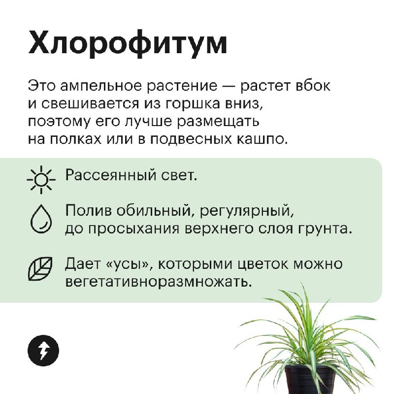 Озеленяем дом без заморочек
Эти растения не требуют яркого света, могут переносить сухой воздух и темную зиму. Присмотритесь, если у вас мало опыта в уходе за цветами, а озеленить квартиру хочется | Сетка — социальная сеть от hh.ru