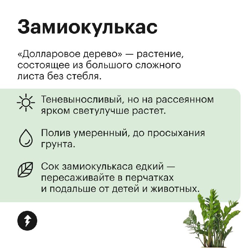 Озеленяем дом без заморочек
Эти растения не требуют яркого света, могут переносить сухой воздух и темную зиму. Присмотритесь, если у вас мало опыта в уходе за цветами, а озеленить квартиру хочется | Сетка — социальная сеть от hh.ru