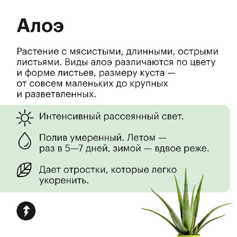 Озеленяем дом без заморочек
Эти растения не требуют яркого света, могут переносить сухой воздух и темную зиму. Присмотритесь, если у вас мало опыта в уходе за цветами, а озеленить квартиру хочется | Сетка — социальная сеть от hh.ru