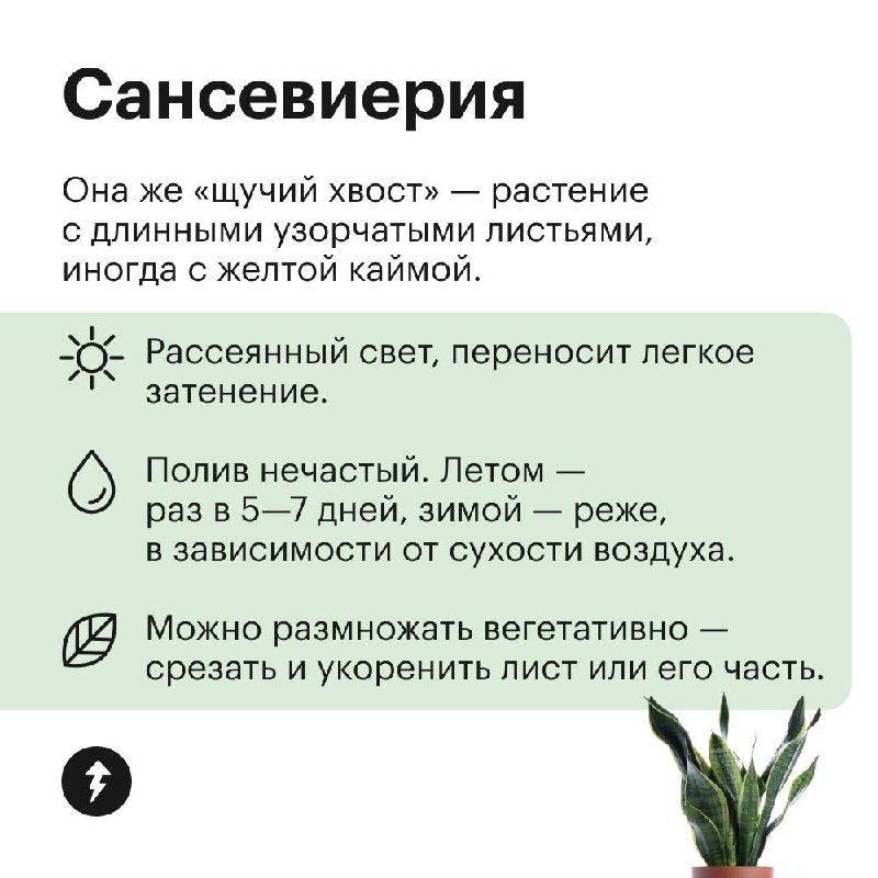Озеленяем дом без заморочек
Эти растения не требуют яркого света, могут переносить сухой воздух и темную зиму. Присмотритесь, если у вас мало опыта в уходе за цветами, а озеленить квартиру хочется | Сетка — социальная сеть от hh.ru