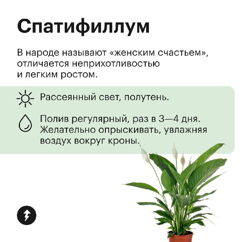 Озеленяем дом без заморочек
Эти растения не требуют яркого света, могут переносить сухой воздух и темную зиму. Присмотритесь, если у вас мало опыта в уходе за цветами, а озеленить квартиру хочется | Сетка — социальная сеть от hh.ru