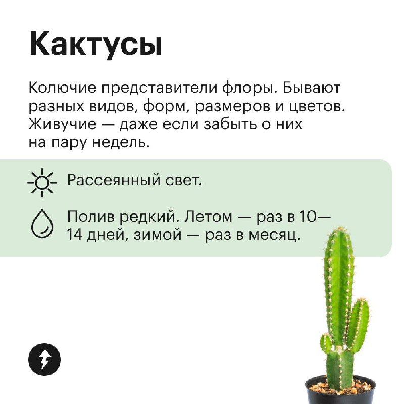 Озеленяем дом без заморочек
Эти растения не требуют яркого света, могут переносить сухой воздух и темную зиму. Присмотритесь, если у вас мало опыта в уходе за цветами, а озеленить квартиру хочется | Сетка — социальная сеть от hh.ru
