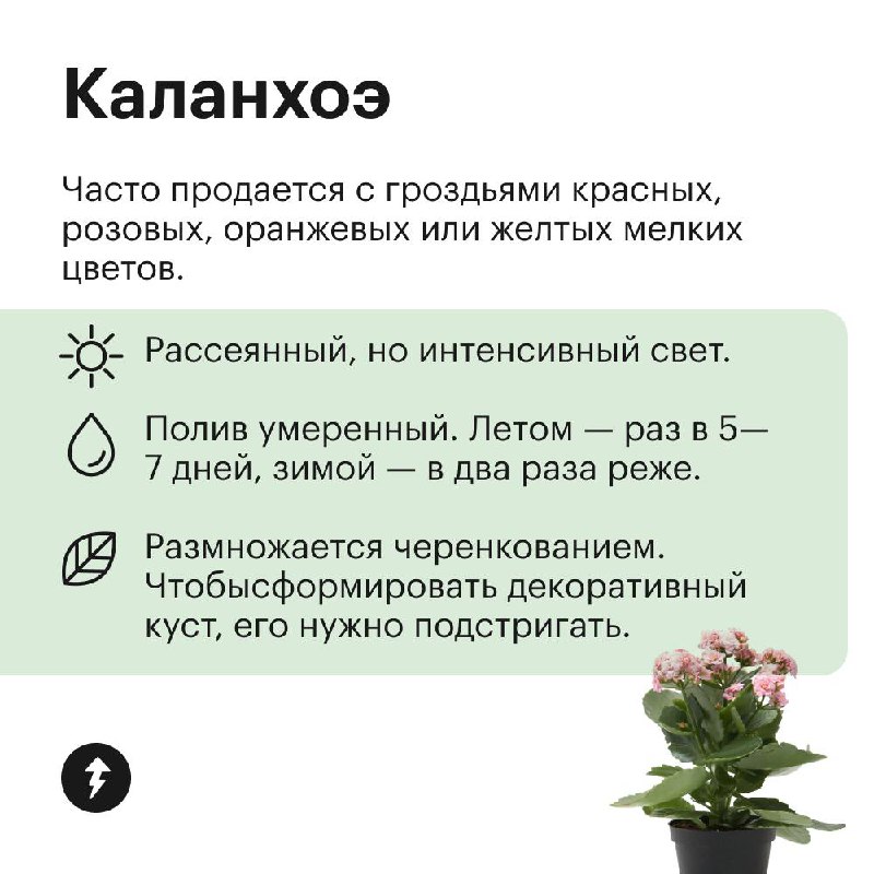 Озеленяем дом без заморочек
Эти растения не требуют яркого света, могут переносить сухой воздух и темную зиму. Присмотритесь, если у вас мало опыта в уходе за цветами, а озеленить квартиру хочется | Сетка — социальная сеть от hh.ru