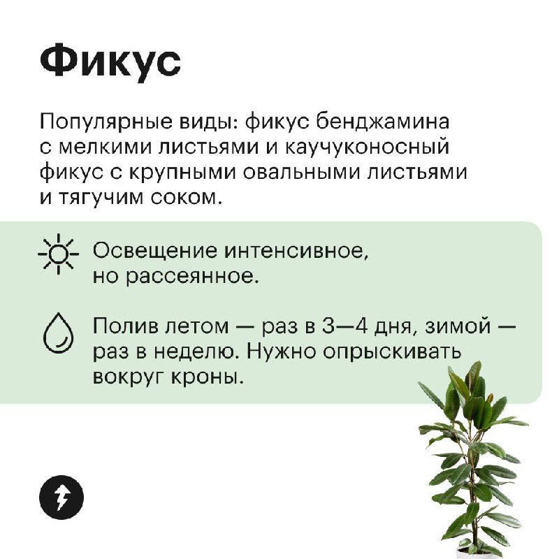 Озеленяем дом без заморочек
Эти растения не требуют яркого света, могут переносить сухой воздух и темную зиму. Присмотритесь, если у вас мало опыта в уходе за цветами, а озеленить квартиру хочется | Сетка — социальная сеть от hh.ru