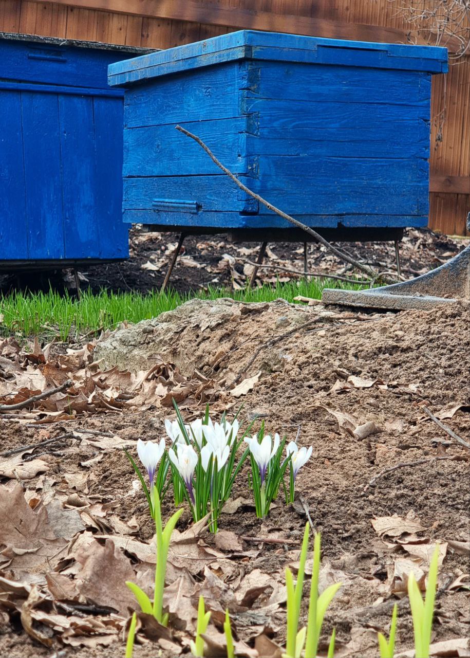 Великая суббота.
Сегодня на Вятке тизер лета! К полудню обещают +22 на термометре. У #беседкахохрякова рядом с ульями пробились цветы | Сетка — социальная сеть от hh.ru