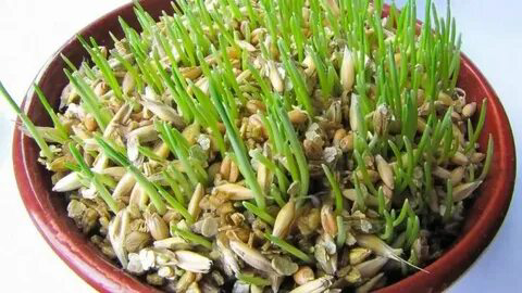 🌱 Микрозелень овсянки: Описание и польза 🌱
А вы знали, что овсянка не только является одним из самых полезных продуктов питания, но и может быть прекрасным источником полезных веществ в форме микрозел... | Сетка — социальная сеть от hh.ru