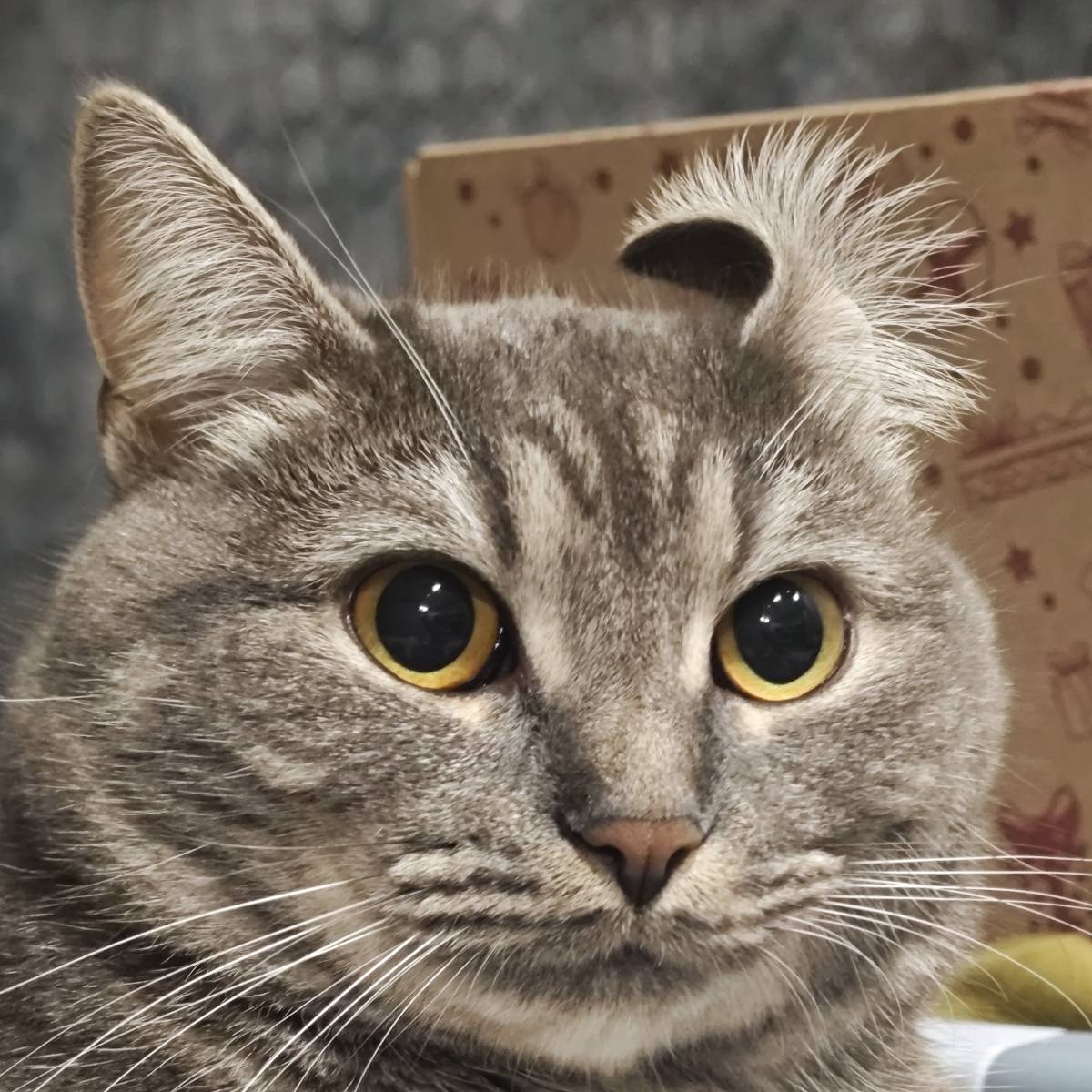 Роман Гринько | Сетка — социальная сеть от hh.ru