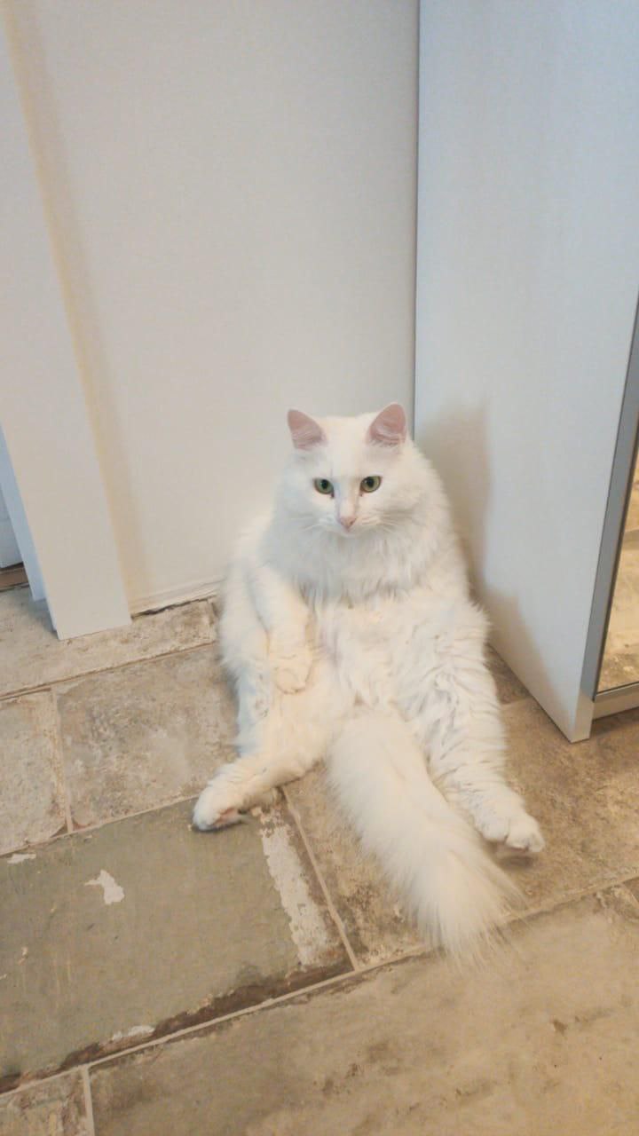 🐱 Как бы выглядел твой кот, если бы он был человеком?
#новенькое
Еще один тренд с ИИ — превращать питомцев в людей | Сетка — социальная сеть от hh.ru