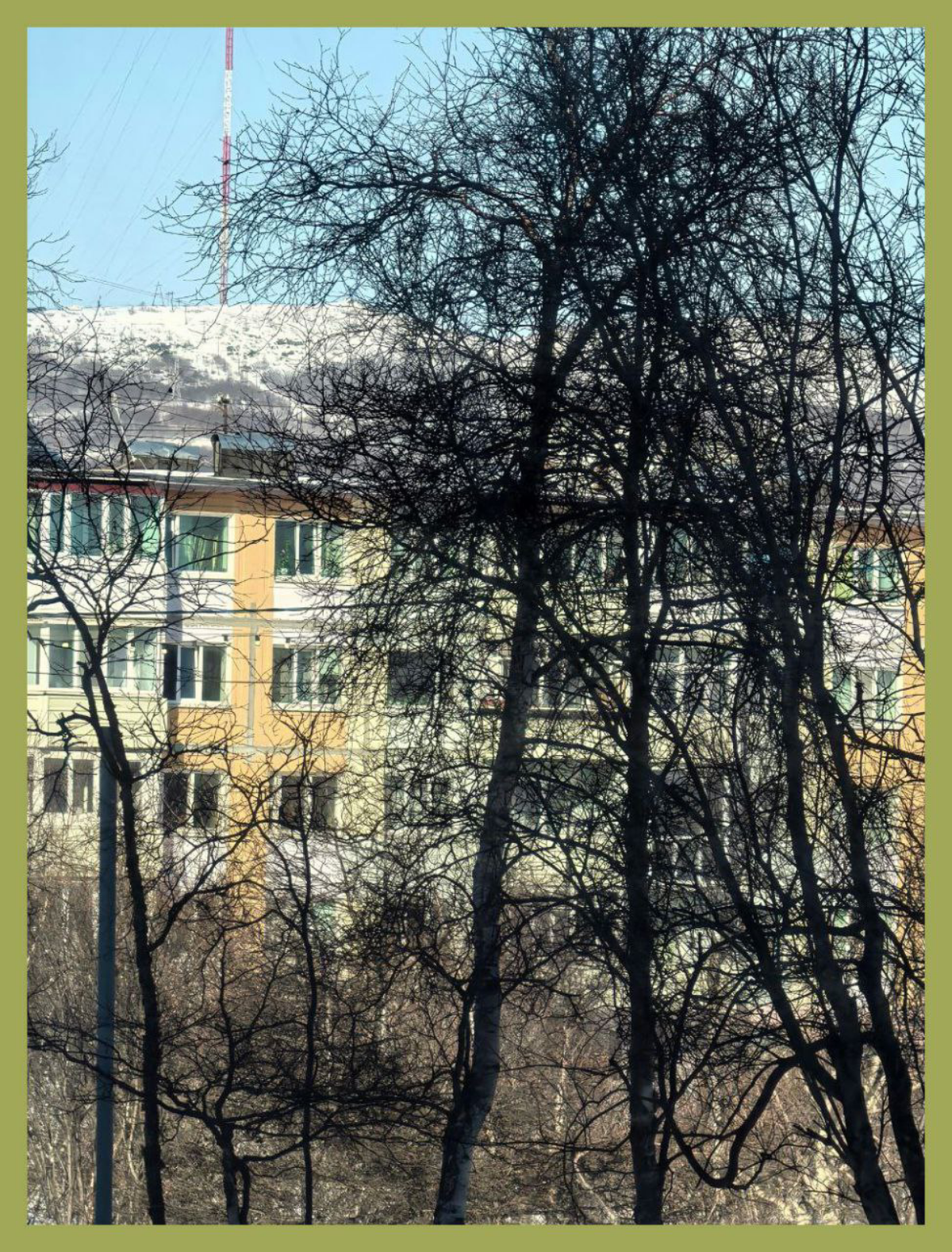 Рад деревьям Магадана. / Jubilant due to Magadan trees | Сетка — социальная сеть от hh.ru