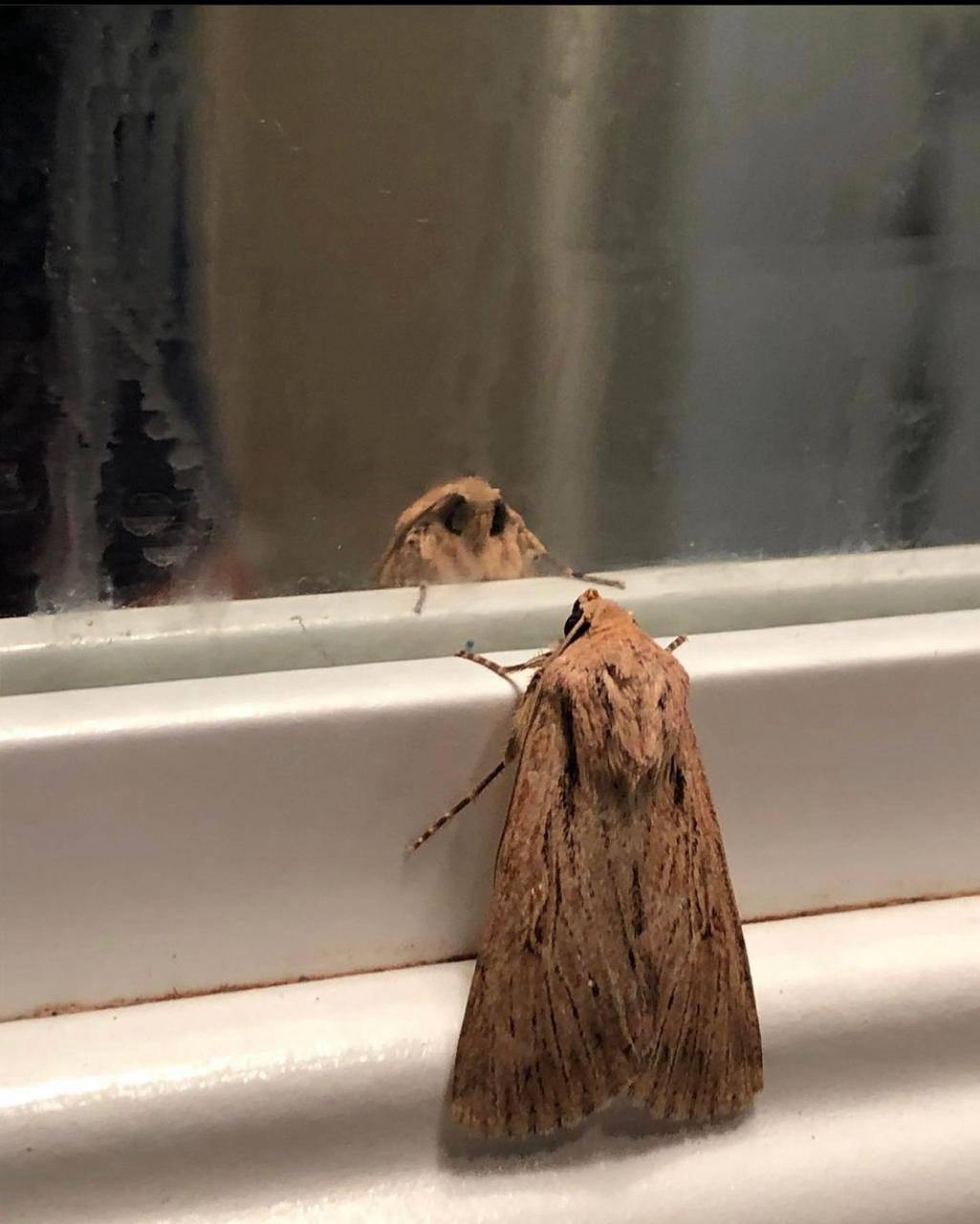 Как я планирую прийти к большому объему интеграций наименьшими ресурсами? 
// Автоматизировать через ТГ-бота, который: 
1. Собирает данные (ИП/самозанятость, ОРД). 
2. Генерит договоры и акты. 
3 | Сетка — социальная сеть от hh.ru