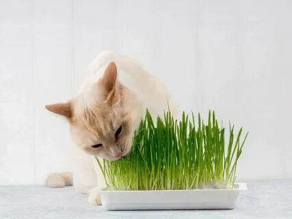 🌱🐾 Микрозелень и домашние животные: Можно ли давать микрозелень своим питомцам? 🌱🐾
Многие из нас заботятся о своих любимцах и стремятся обеспечить им наилучшее питание | Сетка — социальная сеть от hh.ru