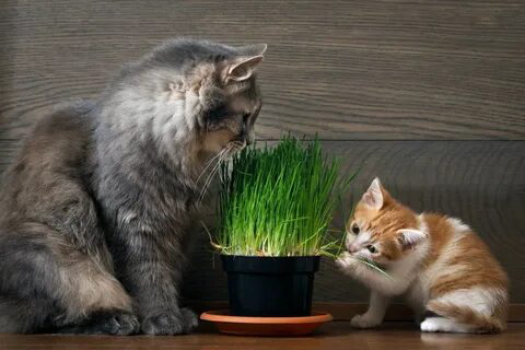 🌱🐾 Микрозелень и домашние животные: Можно ли давать микрозелень своим питомцам? 🌱🐾
Многие из нас заботятся о своих любимцах и стремятся обеспечить им наилучшее питание | Сетка — социальная сеть от hh.ru