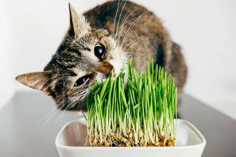 🌱🐾 Микрозелень и домашние животные: Можно ли давать микрозелень своим питомцам? 🌱🐾
Многие из нас заботятся о своих любимцах и стремятся обеспечить им наилучшее питание | Сетка — социальная сеть от hh.ru