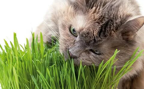 🌱🐾 Микрозелень и домашние животные: Можно ли давать микрозелень своим питомцам? 🌱🐾
Многие из нас заботятся о своих любимцах и стремятся обеспечить им наилучшее питание | Сетка — социальная сеть от hh.ru