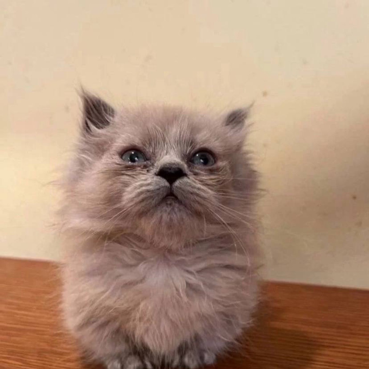 Герман Ельчиц